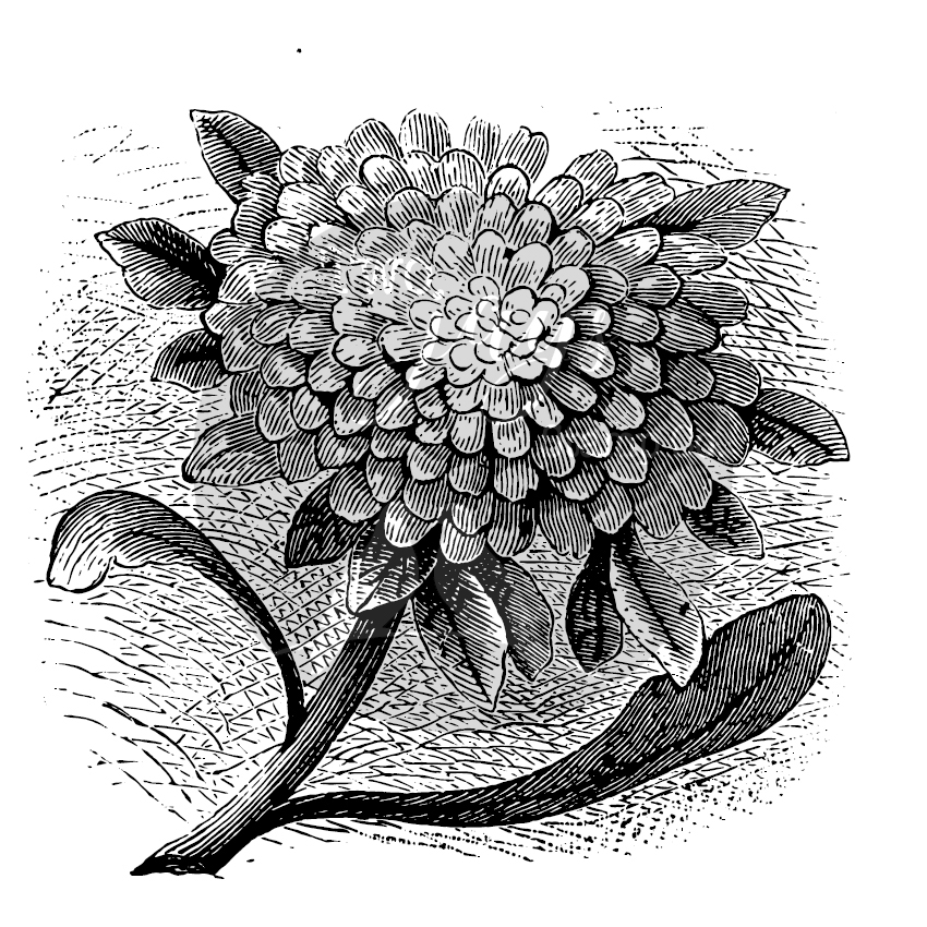 Two Jays Clear Stamp - Aster